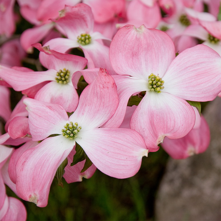 Blume Südtirol D35_4343 als Smart-Objekt-1 Kopie.jpg - Überall im Dorf waren solch schöne Blumen zu sehen.